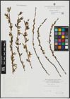 Foto von Salix alba L.